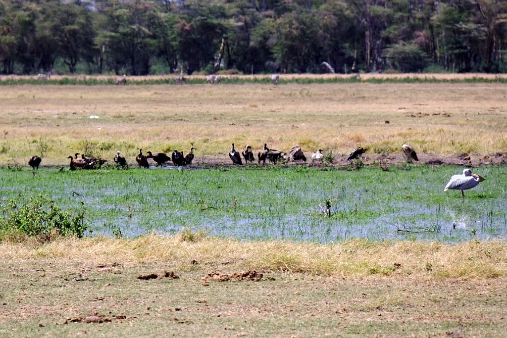Kenia (178).jpg